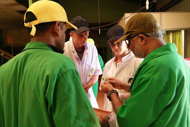 Nandana Tea Walking Tour in Sri Lanka - Optional home-cooked meal: banana or lotus leaf wrap