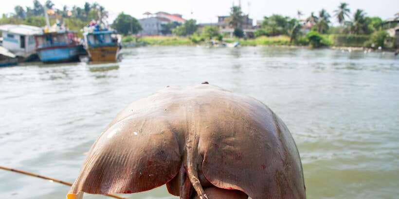 Negombo: Catamaran Sailing with Traditional Fishermen - Price and Value: Why It Costs More Than a City Boat