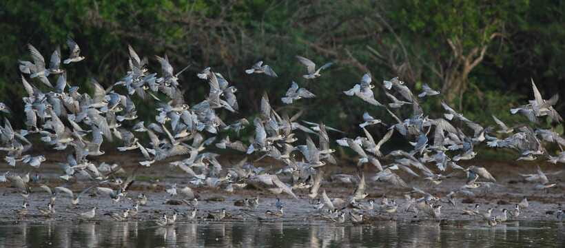 Negombo: Hamilton Canal to Colombo by Boat via Muthurajawela - The guide experience: why the stories matter as much as the birds