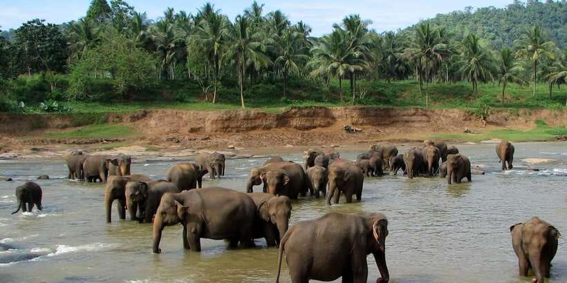 Negombo: Kandy and Pinnawala Elephant Orphanage Day Tour - Pinnawala Orphanage, elephants feeding, bathing, and an herbal garden walk