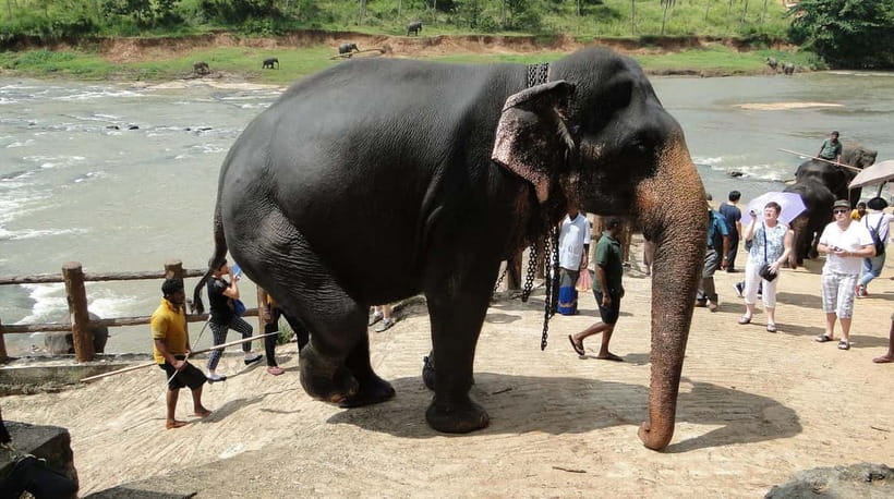 Negombo: Kandy and Pinnawala Elephant Orphanage Day Tour - Kandy viewpoint time, the market, and learning about gemstones