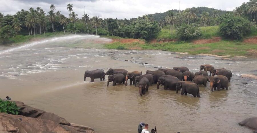 Negombo: Kandy and Pinnawala Elephant Orphanage Day Tour - Price and value: what $85 covers, and what you pay separately