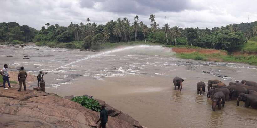 Negombo: Kandy and Pinnawala Elephant Orphanage Day Tour - Hotel pickup from Negombo or Colombo, then straight to Pinnawala