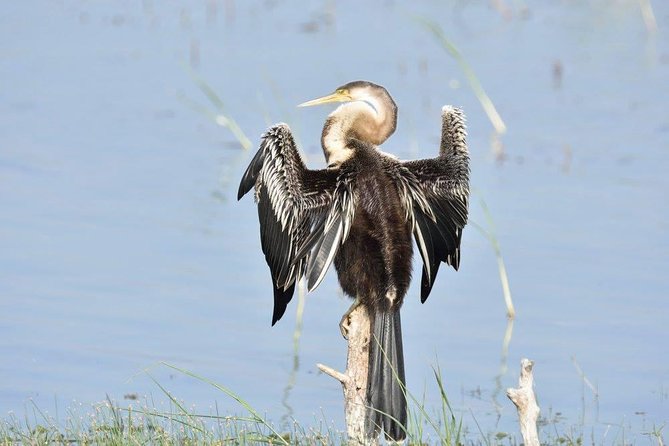 Negombo Lagoon Boat Safari From Negombo - Tuk-tuk pickup, small group comfort, and a realistic time window