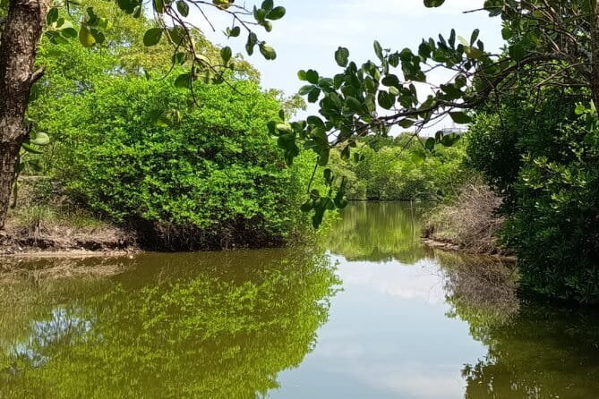 Negombo Lagoon Boat Safari Hotel Pickup(Monkey,Mangrove) - Who this Negombo Lagoon safari is perfect for
