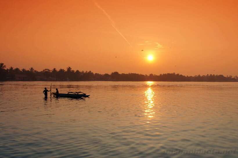 Negombo Lagoon (Mangrove ) Boat Excursion - Negombo Lagoon mangroves: what you’ll notice from the boat