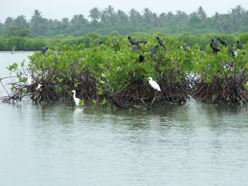 Negombo Lagoon (Mangrove ) Boat Excursion - Dutch Canal time: a break, a view, then back on the water