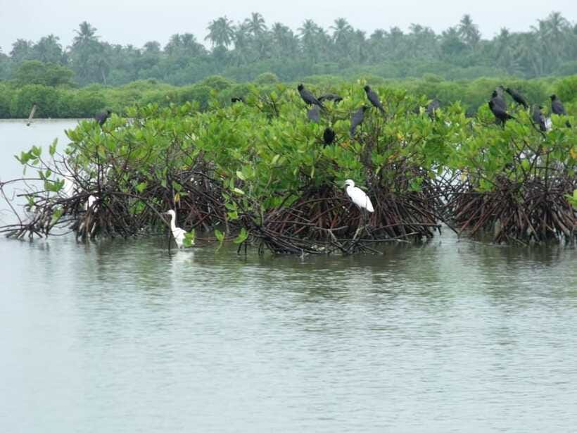 Negombo Lagoon (Mangrove ) Boat Excursion - Negombo Canal and mangrove cruising: fishermen, birds, and tide surprises