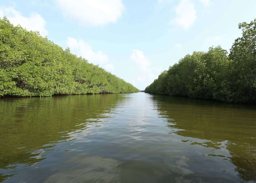Negombo Lagoon (Mangrove ) Boat Excursion - Who should book this mangrove boat excursion, and who should skip