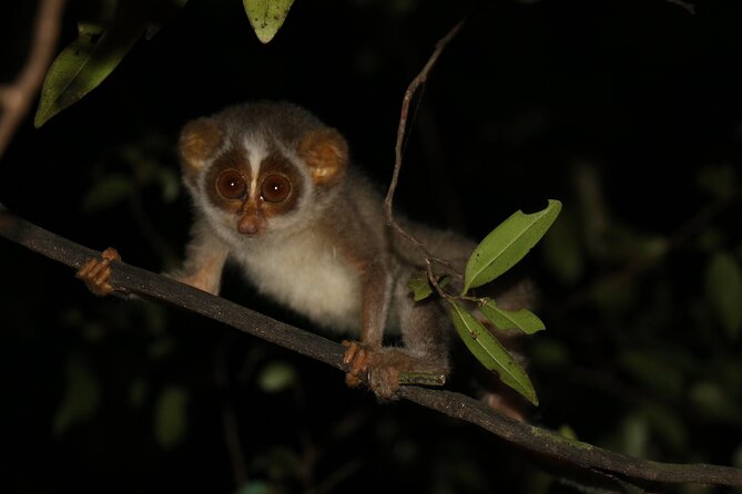 Night Hike to see Elusive & Rare Loris in Sigiriya - Key things you should know before you go
