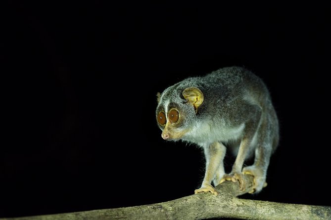 Night Hike to see Elusive & Rare Loris in Sigiriya - Walking the night trail through Back of Beyond gardens