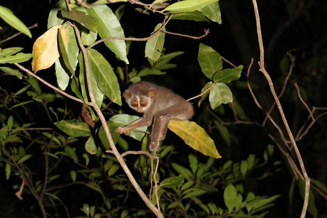 Night Hike to see Elusive & Rare Loris in Sigiriya - Spotting other nocturnal wildlife (the bonus factor)
