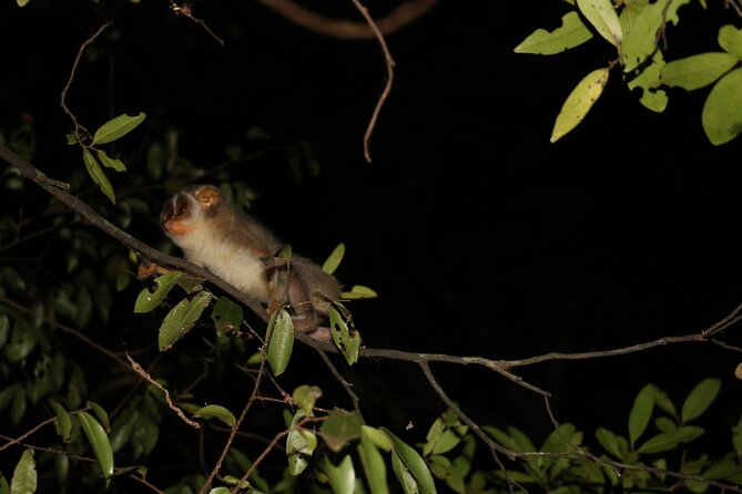 Night Hike to see Elusive & Rare Loris in Sigiriya - Price and value for a $29 night wildlife guided walk