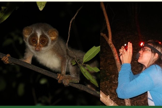 Night Hike to see Elusive & Rare Loris in Sigiriya - Who this night hike suits best