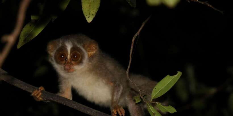 Night Hike to see Elusive & Rare Loris in Sigiriya - The conservation angle: more than a box to check