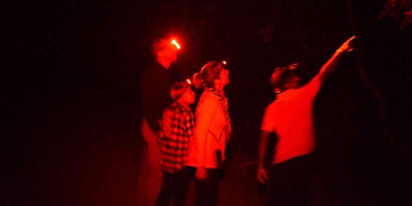 Night Hike to see Elusive & Rare Loris in Sigiriya - What you might see besides lorises (the best bonus type)
