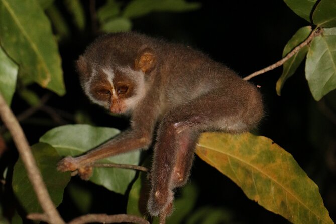 Night Hike to see Elusive & Rare Loris in Sigiriya - Getting started at Rocko’s Vegetarian Cafe (and why that matters)