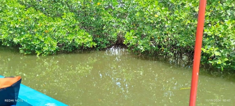 Nilaveli: Lagoon Boat Safari with Mangrove Exploration - The Crocodile Reality Check, and How to Make the Most of It