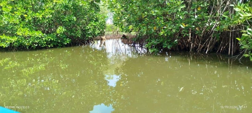 Nilaveli: Lagoon Boat Safari with Mangrove Exploration - The 2-Hour Plan, and What Changes Between Morning and Evening