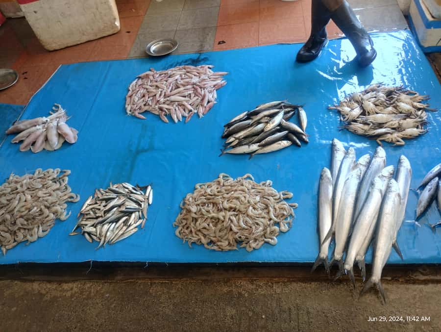 Nilaveli: Trinco City tour by Tuk Tuk - Small boat fish market and what to notice in the working harbor vibe