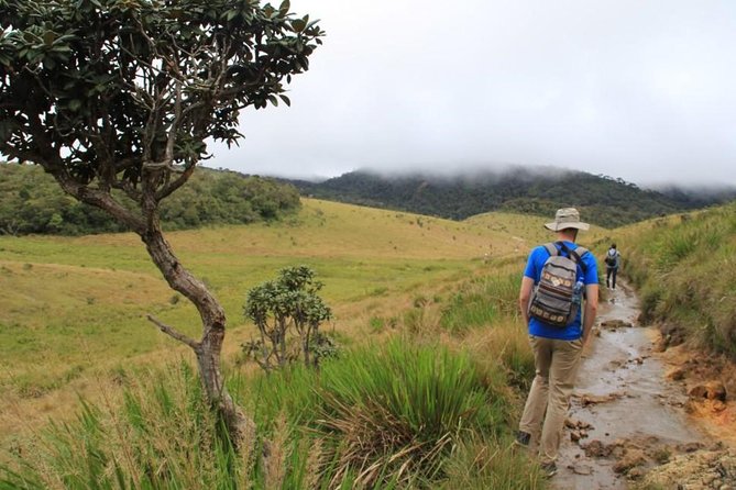 Nuwara Eliya: All Inclusive Horton Plains & Tea Plucking Day Trip - Key things that make this trip worth your time