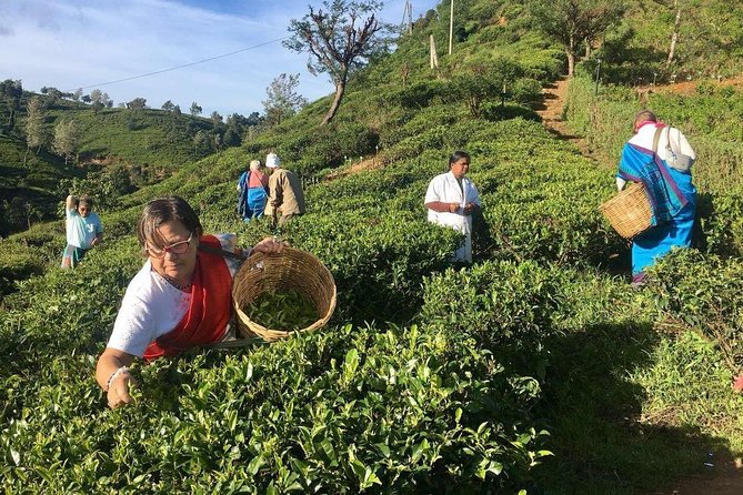 Nuwara Eliya: All Inclusive Horton Plains & Tea Plucking Day Trip - Pedro Tea Factory: Ceylon in context, not just in a souvenir shop