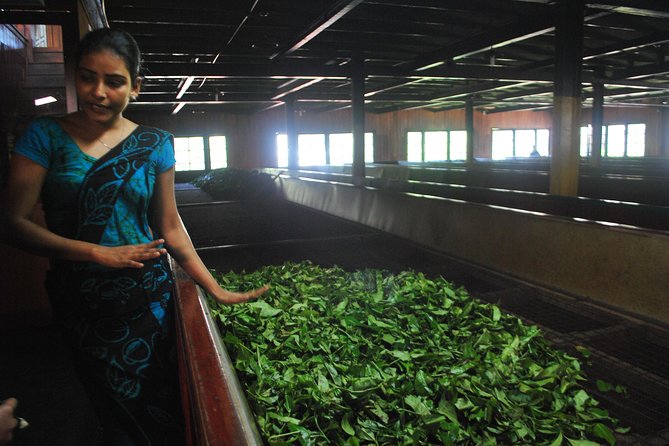 Nuwara Eliya: All Inclusive Horton Plains & Tea Plucking Day Trip - Who this day trip suits best