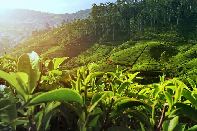 Nuwara Eliya: All Inclusive Horton Plains & Tea Plucking Day Trip - Baker’s Falls: the classic stop after the big viewpoint