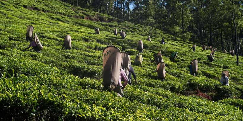 Nuwara Eliya: All-Inclusive Private Sightseeing Day Tour - Seetha Amman Temple: Ramayana Lore and Real Temple Etiquette