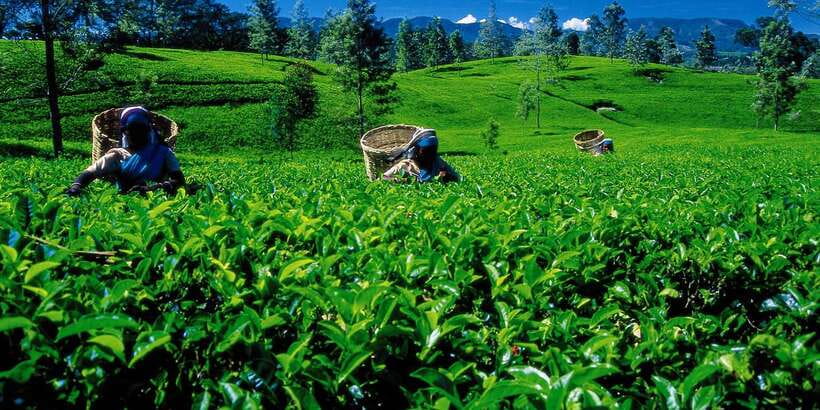 Nuwara Eliya: All-Inclusive Private Sightseeing Day Tour - Private Pickup That Actually Saves You Time