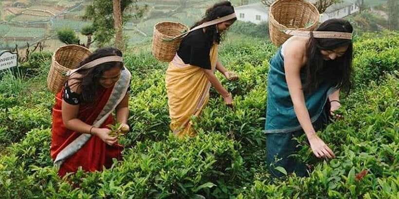 Nuwara Eliya Day Tour from Kandy (Private Tour) - Private tour comfort: small group, English guide, and practical inclusions