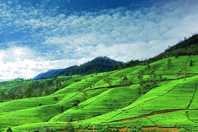 Nuwara Eliya Day Tours with Sri Lanka Friendly Driver - Key highlights at a glance