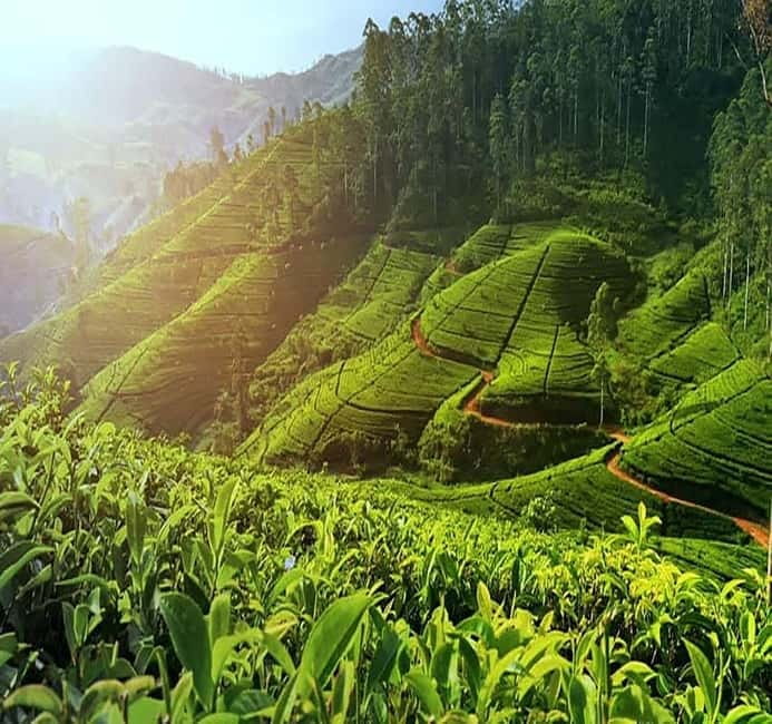 Nuwara Eliya Full day: 5Waterfalls, 2Tea Test & pick by TUK - Nuwara Eliya by Tuk Tuk, Tea, and Waterfalls in One Long Day