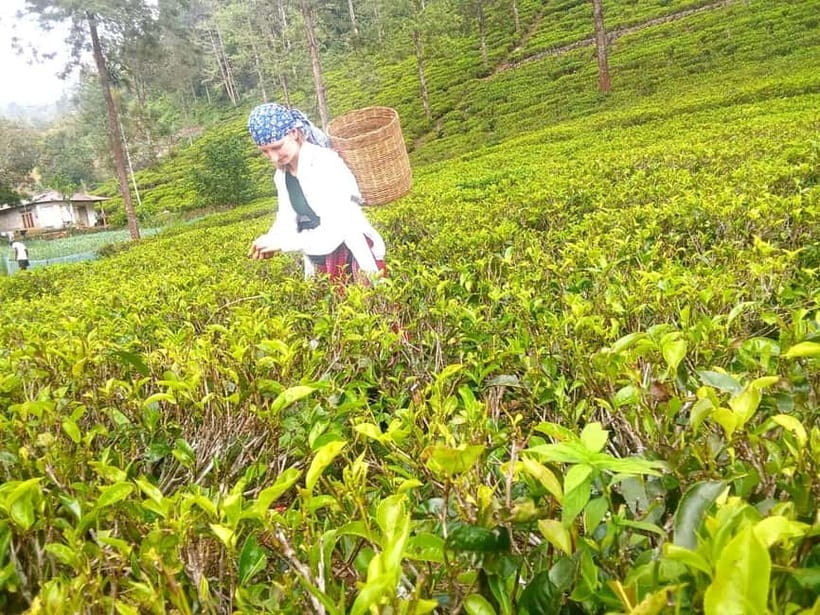 Nuwara Eliya Full day: 5Waterfalls, 2Tea Test & pick by TUK - Who Should Book This Tour, and Who Might Want a Different Plan