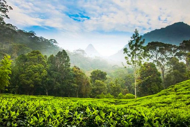 Nuwara Eliya Highlands from Kandy - Your Morning in Motion: Starting 7:30 AM from Kandy