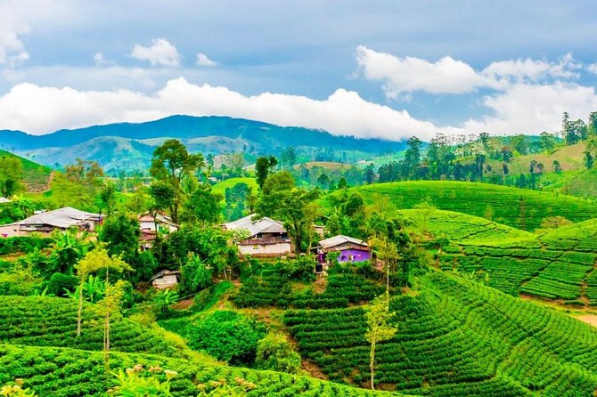 Nuwara Eliya journey by Train and car (2 Days with 01 Night) - Damro Labookellie Tea Centre and tea garden, learning and tasting at once
