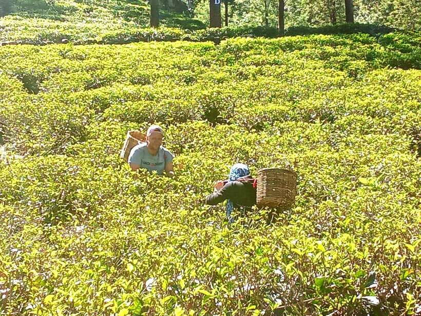 Nuwara Eliya: Tea Factory and Pickle Waterfalls Tuk Tuk Tour - Should You Book This Nuwara Eliya Tea and Waterfall Tuk Tuk Tour?