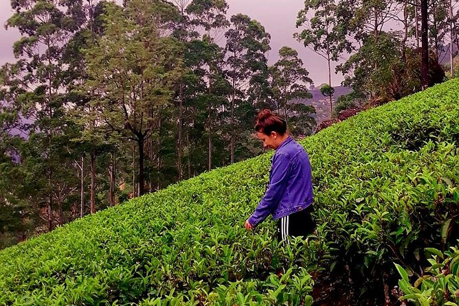 Nuwara Eliya Tea factory and waterfall tour - Stop 2: Ramboda Waterfall for Photos and Possible Swimming