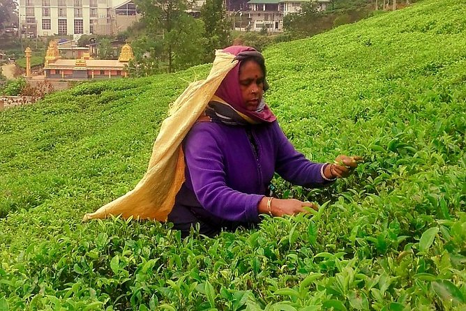 Nuwara Eliya Tea factory and waterfall tour - Stop 4: Blue Field Tea Factory (Tea Plucking and Tasting Time)