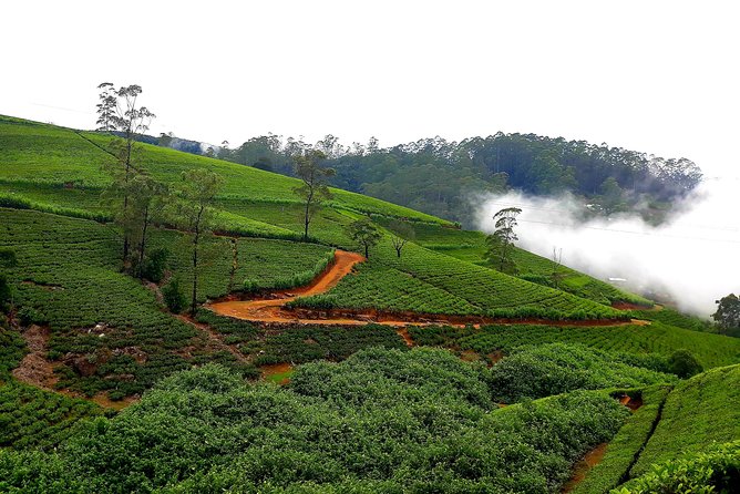 Nuwara Eliya Tea factory and waterfall tour - The Guide Factor: When the Person Matters
