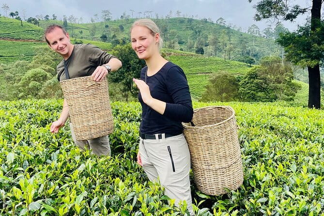Nuwara Eliya Tours - Damro Tea Factory and tea in Sri Lanka: why factory stops beat souvenir shopping