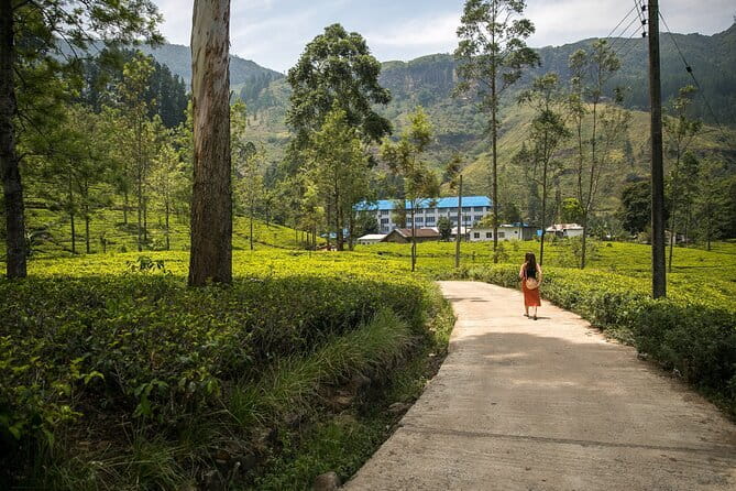 Nuwara Eliya Tours - Tea plantation safari and tea bush modern tea factory: how to enjoy it without overdoing it