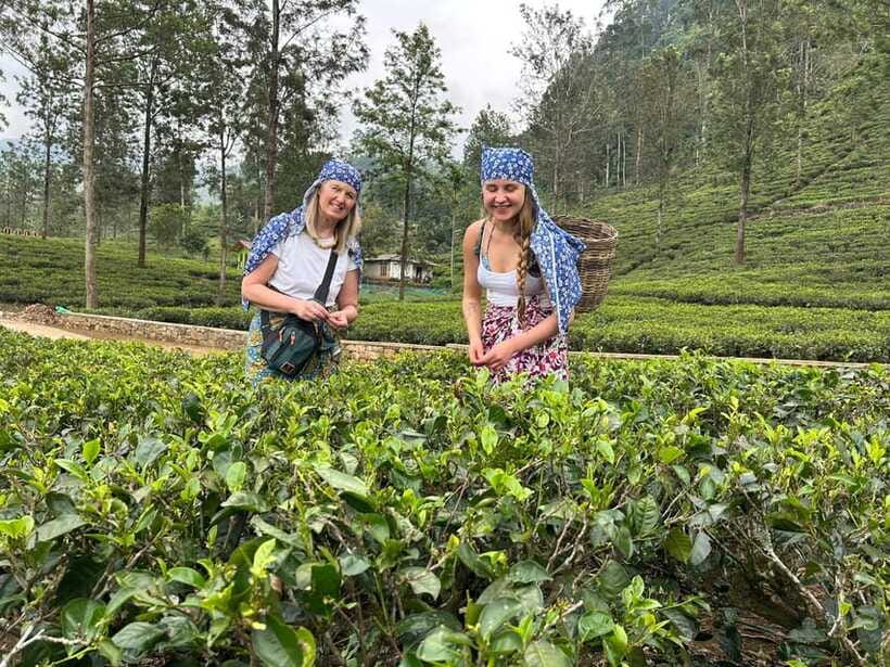 Nuwara Eliya Tuk-Tuk Tour Tea Picking,Tasting &Ramboda Falls - Price and value: what $46 per group up to 3 really buys