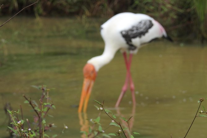 One Day Udawalawe Safari from Galle/Mirissa/Unawatuna/Hikkaduwa - What you actually get for $184.94 per person
