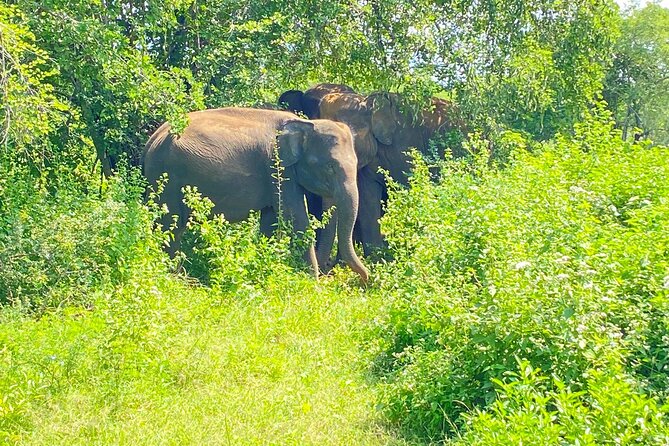 One Day Udawalawe Safari from Galle/Mirissa/Unawatuna/Hikkaduwa - Private tour comfort: the real advantage is flexibility