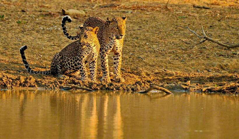 Overnight Treehouse Safari at Yala National Park - Key highlights