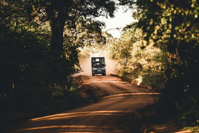 Overnight Treehouse Safari at Yala National Park - Evening safari rhythm: what a personal ranger actually changes