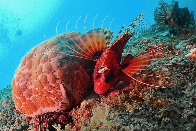 PADI Advanced Open Water Diver Course - Who Should Book This Course (And Who Might Want to Adjust Expectations)