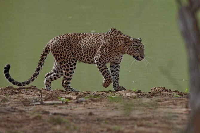 Paradise Ella Day/OneWay Tourvisit or without(Udawalawe/Yala)Tour - Who This One-Way Safari Transfer Fits Best