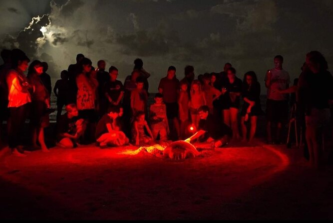 Paradise Turtle Watching Tours - Tangalle Pickup to Midnight Return, How the Schedule Feels